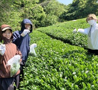 ➂収穫体験(手摘み).jpg